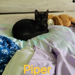 Thumbnail photo of Piper #3