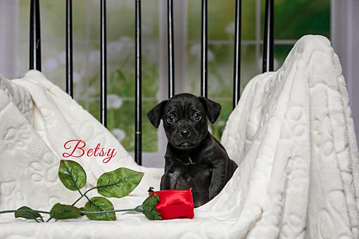 Weeki Wachee, FL - Pug/Chihuahua. Meet Betsy a Pet for Adoption ...