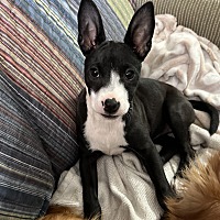 adopt a pet