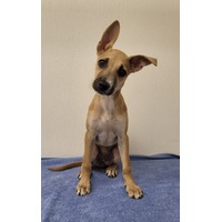 adopt-pet