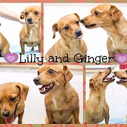 Thumbnail photo of Ginger & Lily (pom-dc) #4