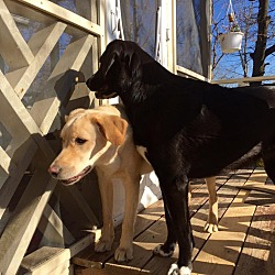 Thumbnail photo of Lilly and Goldie #1