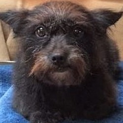 Thumbnail photo of Pepper, perfect little sweety #3