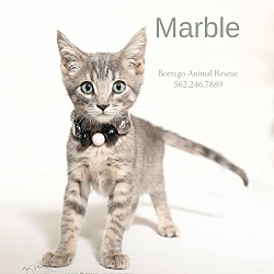 Photo of MARBLE