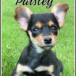 Thumbnail photo of Paisley-Pending! #1