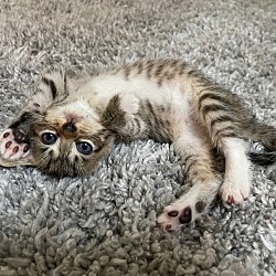 Photo of CHARLIE (Peanut Kittens)