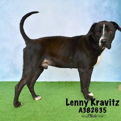 Photo of LENNY KRAVITZ