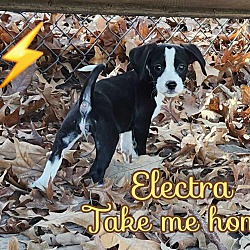 Thumbnail photo of Electra #2