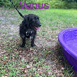 Thumbnail photo of Venus #3