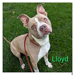 Thumbnail photo of Lloyd #2