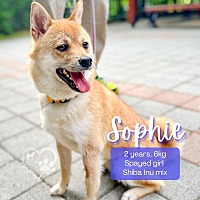 adopt a pet