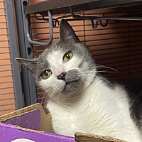 adopt a pet