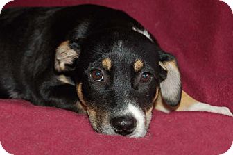 german shorthaired pointer australian shepherd mix