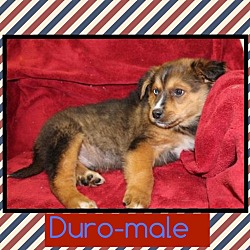Thumbnail photo of Duro (Pom-Erin) #2