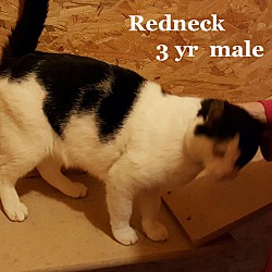 Thumbnail photo of Redneck #1