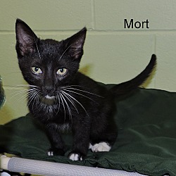 Thumbnail photo of Mort #1