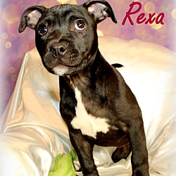 Thumbnail photo of Rexa ~ meet me! #1