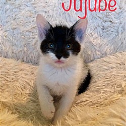 Thumbnail photo of Jujube #1