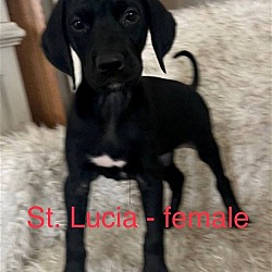 Photo of Puppy - St. Lucia