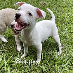 Thumbnail photo of Skippy A Rescue #2