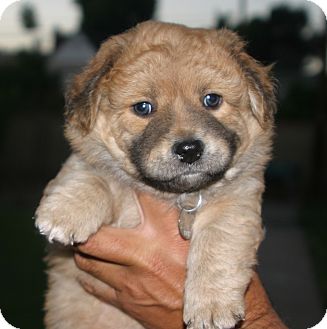 cocker spaniel corgi mix puppies