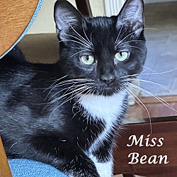 Thumbnail photo of MISS BEAN #2