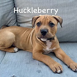 Photo of Huckleberry