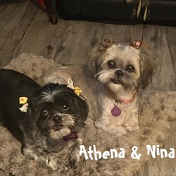 Thumbnail photo of Athena & Nina (Bonded Pair) #2