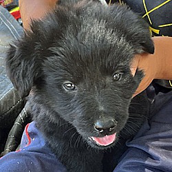 Ramona, CA - Australian Shepherd/Newfoundland. Meet Maggie Mae a Pet ...