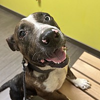 adopt a pet