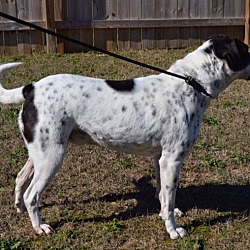 Thumbnail photo of PETEY-ADOPTED #4