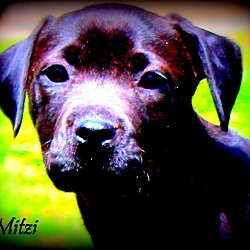 Thumbnail photo of Mitzi~adopted! #1