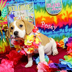 Thumbnail photo of Posey~adopted! #3