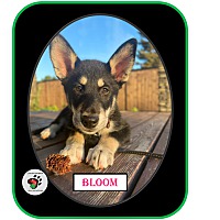 Photo of Bloom (Famous Molloys Litter)