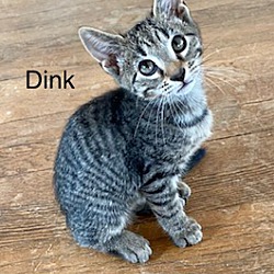 Thumbnail photo of Dink (Baby Boy) #2
