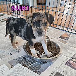 Thumbnail photo of Suki #2