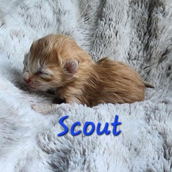 Thumbnail photo of Scout #2