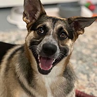 adopt a pet