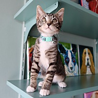 adopt a pet