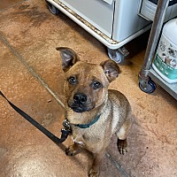 adopt a pet
