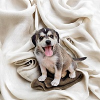 adopt-pet