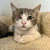 adopt a pet