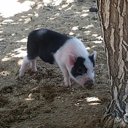 Thumbnail photo of Herbie the Love Pig #1