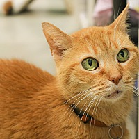 Available Pets At Cozy Cat Cottage Adoption Center In Powell Ohio