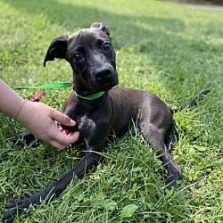 Thumbnail photo of Odette~adopted! #3