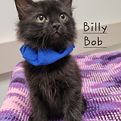 Thumbnail photo of Billy Bob #2