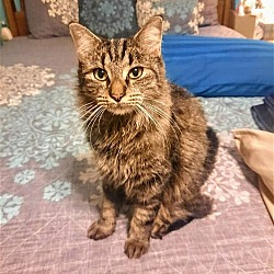 Photo of C217 litter Betty Boop