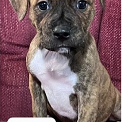 Photo of Lady (NY-Sarah)