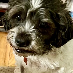 Havanese and lhasa apso mix sales