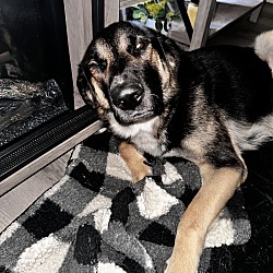 Photo of Draco 